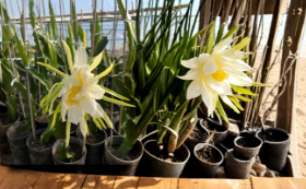 Connie Gee Dragon Fruit Cuttings, Hylocereus spp., Climbing Pitaya Cactus, Ready for Planting