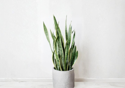 Snake Plant Clippings, Unrooted Sansevieria trifasciata Leaf Cuttings for Propagation, Indoor Houseplant