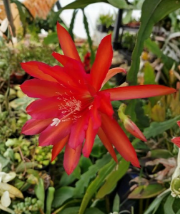 Epiphyllum Fayette Orchid Cactus Unrooted Cuttings 8-10 Inch, Trailing Epiphytic Cactus, Showy Blooms, Houseplant Propagation