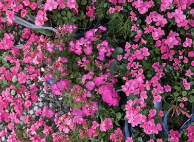 Organic Ivy Geranium Hot Pink Unrooted Cuttings Set of 3 for Propagation, Trailing Flowering Plant Pelargonium peltatum