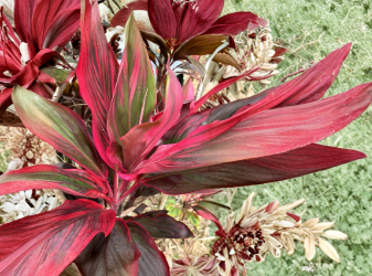 Hawaiian Ti Plant Cuttings 25 Pack, Hybrid Green Pink Red, Unrooted Cordyline fruticosa Starter Logs