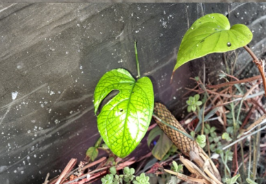 Amydrium Medium Cutting - Tropical Climbing Aroid with Fenestrated Leaves, Indoor Houseplant, Unrooted Stem, Rare Tropical Plant