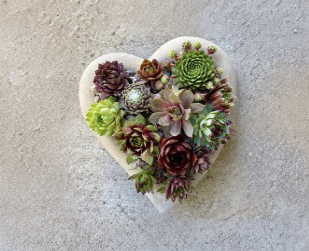 Live Succulent Plants Set of 6 | Sempervivum Hens and Chicks Varieties | Colorful Hardy Rosette Succulents for Rock Gardens & Containers