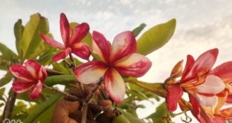 Plumeria Miracle Unrooted Cutting – Tropical Frangipani Stem for Propagation, Full Sun, Well-Draining Soil