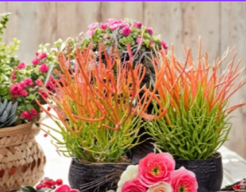 Sticks on Fire Pencil Cactus Cuttings 5 Pack Euphorbia tirucalli Unrooted Succulent Stems for Container & Desert Garden