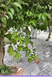 Passion Fruit Vine Cuttings Set of 10 | Unrooted Passiflora edulis Climbing Vine for Garden, Trellis & Fence