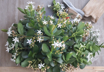 Crassula Ovata Red Jade Succulent Cuttings – 2 Unrooted Stem Propagation Plants, Colorful Jade Plant Varieties