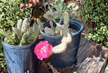 Opuntia Walk in Beauty Garnet Glow Single Pad Cutting Prickly Pear Cactus for Growing - Unrooted Cactus Propagation Plant