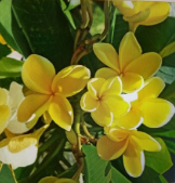 Yellow Plumeria Cuttings Set of 3 – 6 Inch Unrooted Frangipani Live Propagation Plants