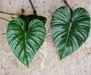 Philodendron plowmanii Unrooted Cutting - Rare Tropical Aroid Foliage Plant for Indoor Propagation