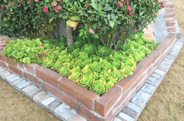 Aeonium arboreum Cuttings 5 Pack 4-6 Inch Rosette Succulents Cactus Rose Plant Stems