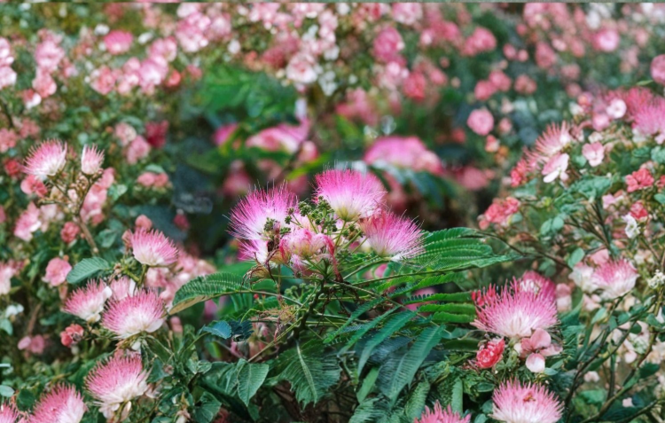 Pink Mimosa Tree Cuttings 7-8 Inch Unrooted Albizia julibrissin Silk Tree Propagation Stems