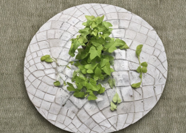Sweet Potato Vine Rooted Cuttings Set of 6 | Ipomoea Batatas Green Ornamental Trailing Vines Live Plants