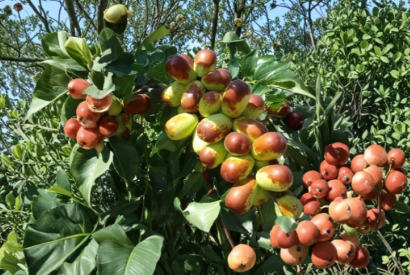 Unrooted Sherwood Jujube Cuttings for Grafting Chinese Red Date Ziziphus jujuba Unrooted Scion Wood