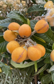 Sunset Orange Loquat Scions 3 Count for Grafting Eriobotrya japonica Fruit Tree Cuttings for Home Orchard