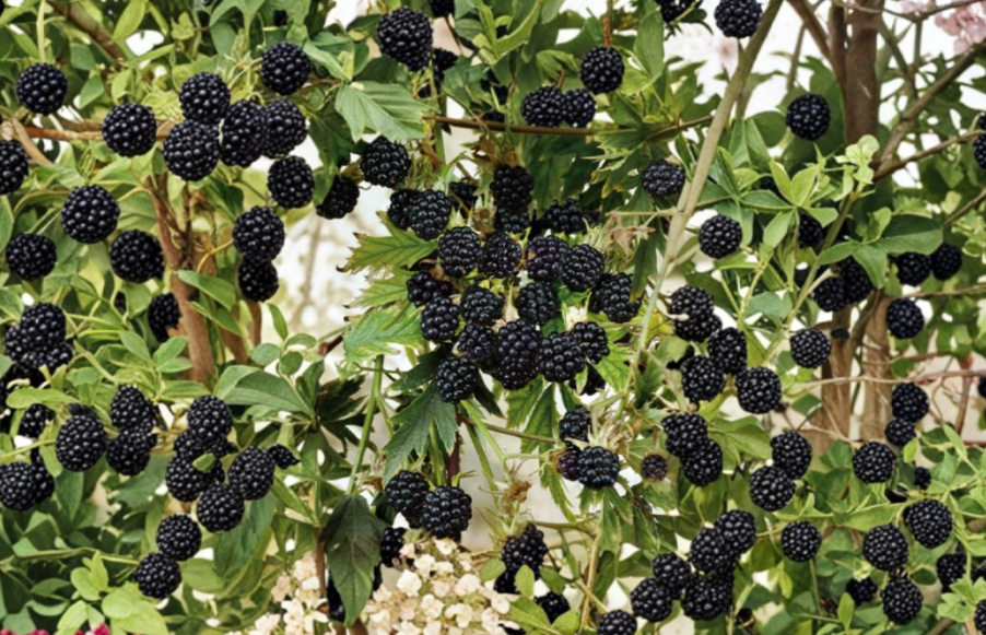 10 Natchez Thornless Blackberry Starter Plugs | Rubus Fruit Bush for Home Garden & Berry Patch