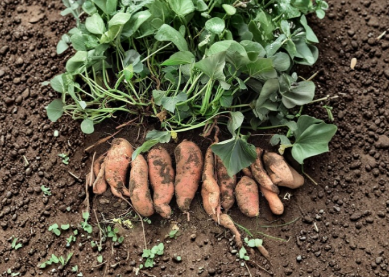 Beauregard Sweet Potato Slips Live Rooted Plants, 24 Pack, Vegetable Garden Starter, Ipomoea batatas, Full Sun, Warm-Season Crop