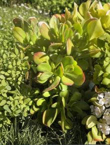 Crassula Jade Cutting 4-5 Inch Succulent Plant for Indoor Propagation Crassula ovata