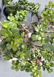 Crassula Ovata Jade Plant Cuttings – 4-6 Inch Unrooted Succulent Stems with Big and Small Leaves, Easy Care Indoor or Outdoor Propagation