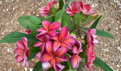Rare Copper Pink Plumeria Cutting – Unrooted Tropical Frangipani Stem for Garden, Patio, Container Planting