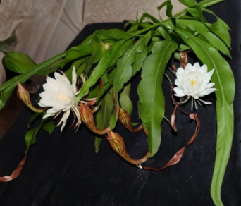 Live Epiphyllum oxypetalum Plants – Queen of the Night Orchid Cactus, Tropical Night-Blooming Cactus, Indoor & Patio Container Plant