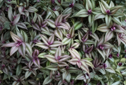 Tradescantia Zebrina Purple Plant Cuttings – 6 Live Trailing Vine for Indoor Propagation, Silver and Purple Foliage