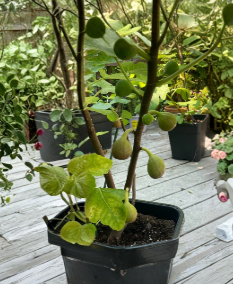Unrooted Hardwood Fig Cuttings Set of 3 – Ficus carica ‘Teramo’ for Propagation, Garden or Container Planting