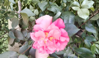 Unrooted Light Red Camellia Flowering Shrub Cuttings – 8 Stem Propagation Plants for Garden and Landscape