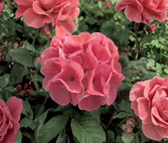 Ivy Geranium Cuttings Assorted Colors Pelargonium peltatum Trailing Flowering Plant Stems