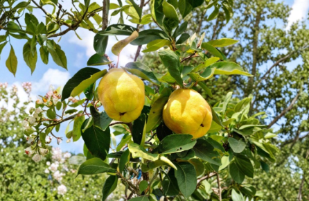 Honey Quince Cuttings 5 Pack for Propagation Ornamental Flowering Shrub Chaenomeles spp.