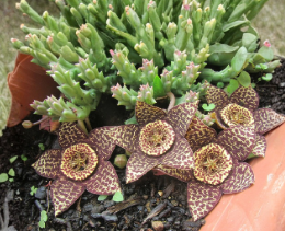 Orbea variegata Lifesaver Plant Cuttings – 2 Unrooted 3-Inch Succulents, Star-Shaped Flowers, Clumping, Bright Light, Well-Draining Soil