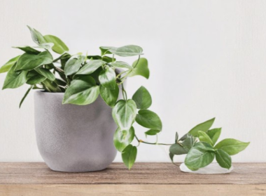 Philodendron Cordatum Heart Leaf Cuttings – 4 Pack, Trailing Indoor Vine, Green, 6-8 Inches, Unrooted Tropical Plant Segment