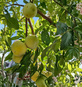 Flavor Queen Pluot Scion Wood 5 Cuttings | Plum Apricot Hybrid Grafting Dormant Fruit Tree Wood