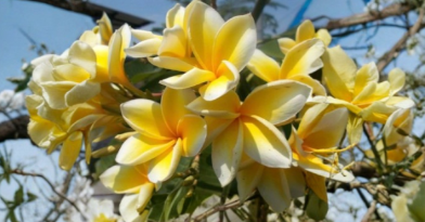 Hawaiian Yellow Plumeria Cutting – 8 Inch Unrooted Frangipani Flowering Tree for Propagation, Tropical Garden, Outdoor or Container Planting