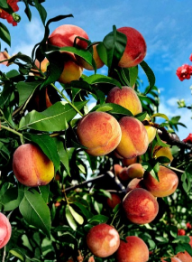 Yellow Peach Tree Cuttings Prunus persica Grafting Unrooted Scions Organic Propagation for Home Orchard