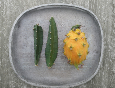 Yellow Dragon Fruit Cutting 4-5 Inch Selenicereus megalanthus Fruiting Cactus Vine for Propagation