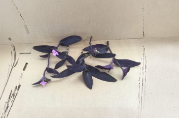 Purple Jade Plant Cuttings 6 Pack, Trailing Tradescantia pallida, Unrooted Perennial for Containers & Groundcover