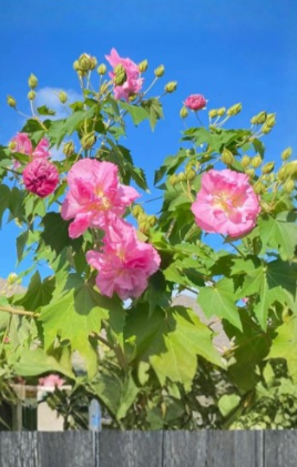 Confederate Rose Cuttings 6 Pack Hibiscus mutabilis Unrooted Starter Stems Color Changing Flowers Shrub
