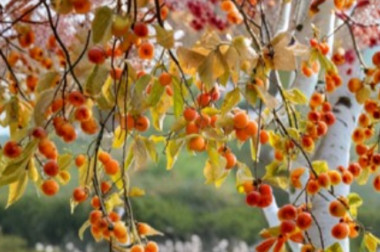 Asian Persimmon Cuttings - Unrooted Scionwood for Grafting or Propagation, Diospyros Kaki, Ichi Ki Variety, 6 Pack