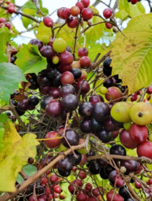 Organic Muscadine Grape Vine Cuttings 20 Vitis rotundifolia for Propagation, Climbing Fruit Vine