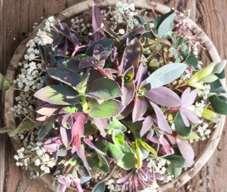 Purple Queen Fuzzy Purple Heart Tradescantia Pallida Unrooted Cuttings Set of 10, Trailing Houseplant Propagation