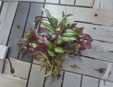 Tradescantia Zebrina Cuttings 10 Pack for Propagation, Purple Silver Trailing Plant, Indoor & Hanging Basket Plant, Tradescantia zebrina