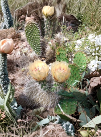 Opuntia erinacea Cactus Pad Unrooted Succulent for Propagation with Yellow Orange Flowers Outdoor Xeriscape Garden