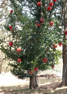 Unrooted Pomegranate Tree Cuttings Lot of 10 - Wonderful Variety Punica granatum for Propagation & Garden Planting