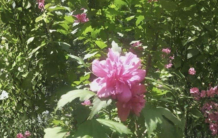 Double Pink Rose of Sharon Cuttings Hibiscus syriacus Flowering Shrub for Rooting and Propagation