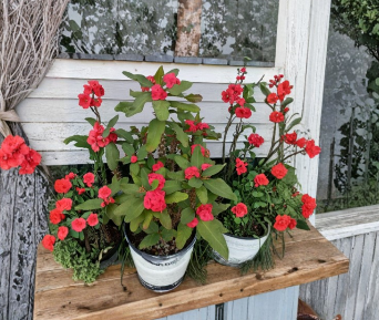 Hot Pink Crown of Thorns Cutting, Euphorbia milii, Succulent Stem for Propagation, Flowering Indoor Plant, Warm Climate Garden