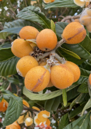 Sunset Orange Loquat Scions 3 Pack for Grafting Eriobotrya japonica Fruit Tree Cuttings