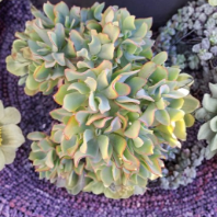 Unrooted Succulent Cuttings Set of 5 - Ripple Jade Crassula arborescens subsp. undulatifolia