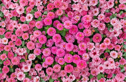 Luminosa Zinnia Seeds 100 Count Bright Pink Heirloom Flower Garden & Cut Flower Variety Zinnia elegans