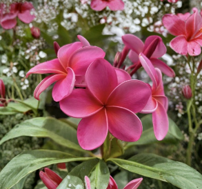 Royal Hawaiian Pink Plumeria Cuttings 8-12 Inches, Unrooted Frangipani Plant, Tropical Flowering Tree, Pink Blooms